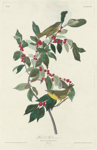 Nashville Zanger, 1830 door John James Audubon